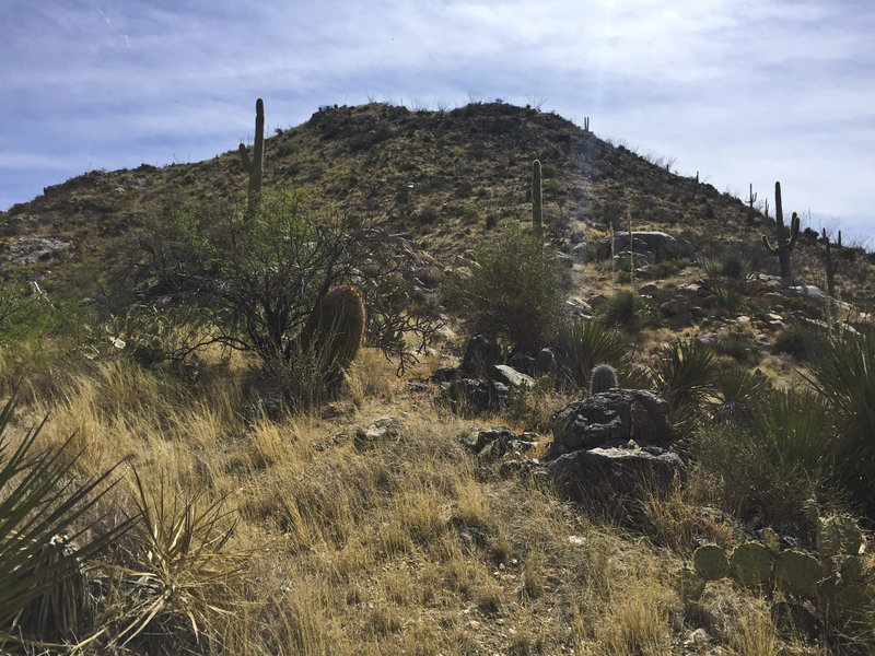 Great desert topography with saguaros among the hillside vegetation.