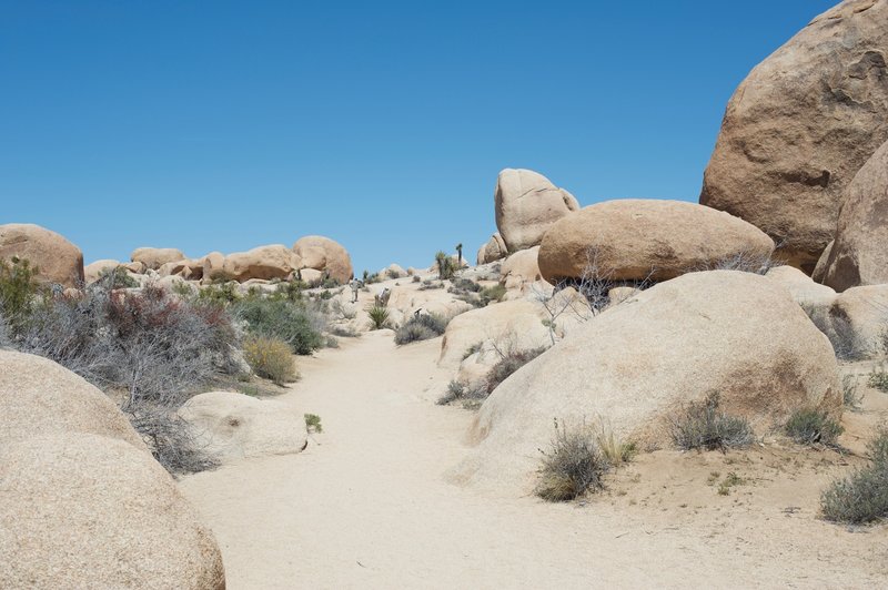 The trail as it leaves the White Tank Campground.