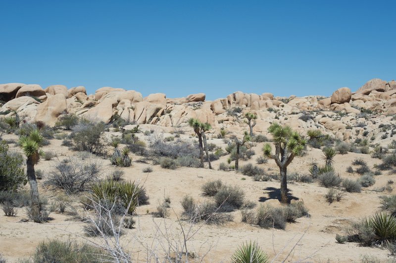 Cacti and rocks in the White Tank area.