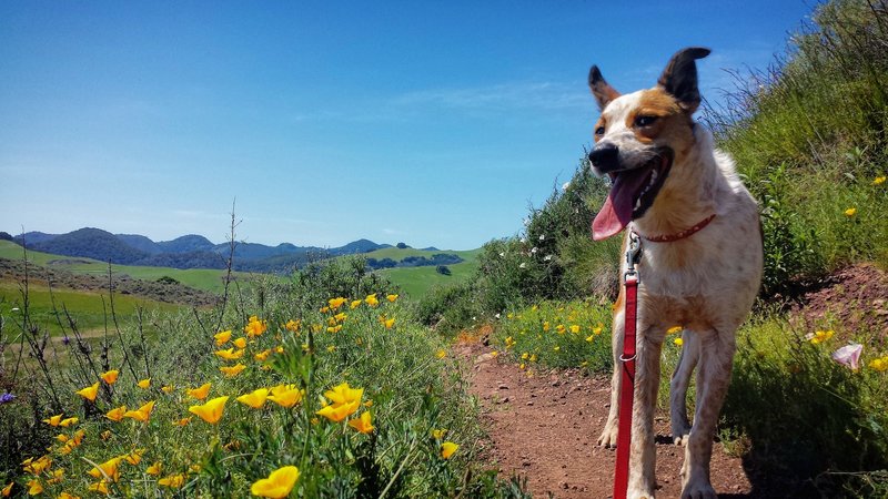 Finn on the connector trail.