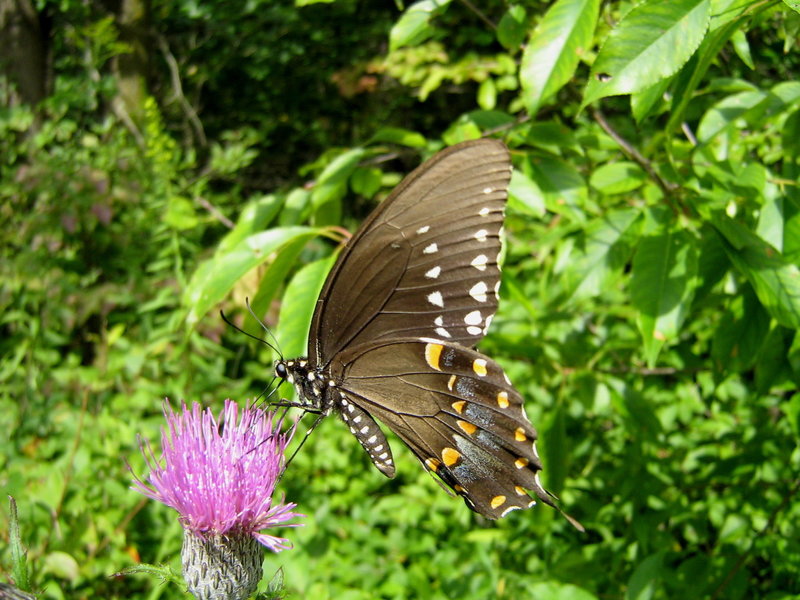 Butterfly on a thistle