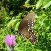 Butterfly on a thistle