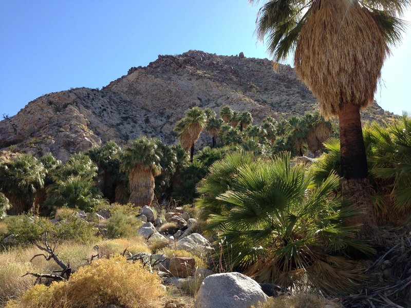 California fan palms make a striking appearance after moving through the desert.