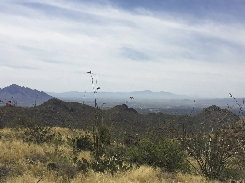 Looking towards downtown Tucson from up on the Ridgeline Trail.