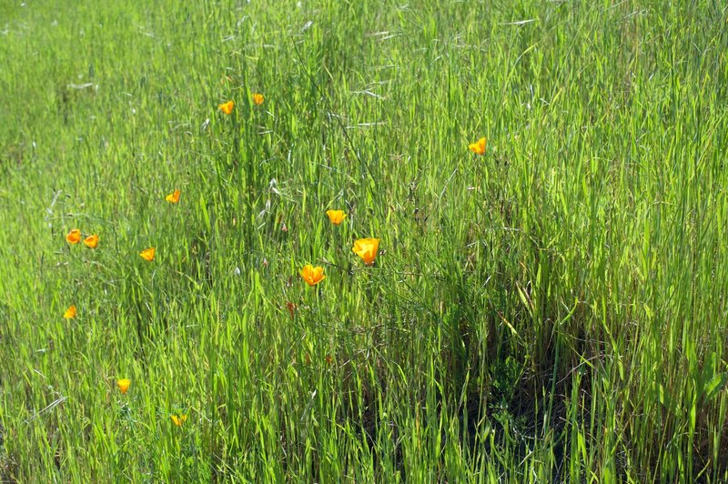 Wildflowers along the trail.