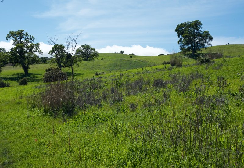 The Arastradero Preserve Hills.