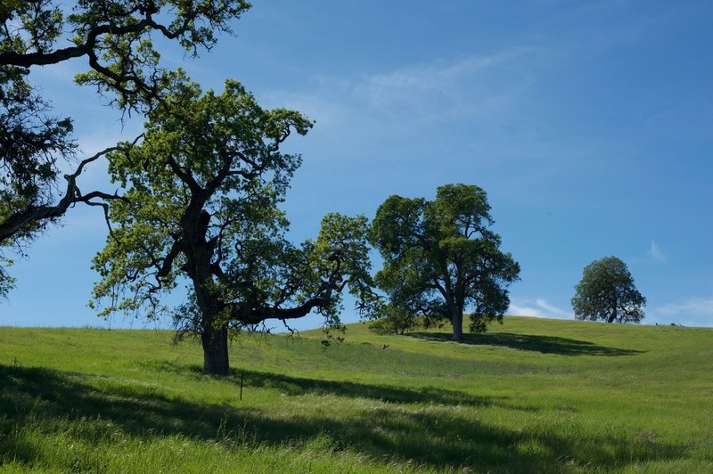 Trees on the hills.