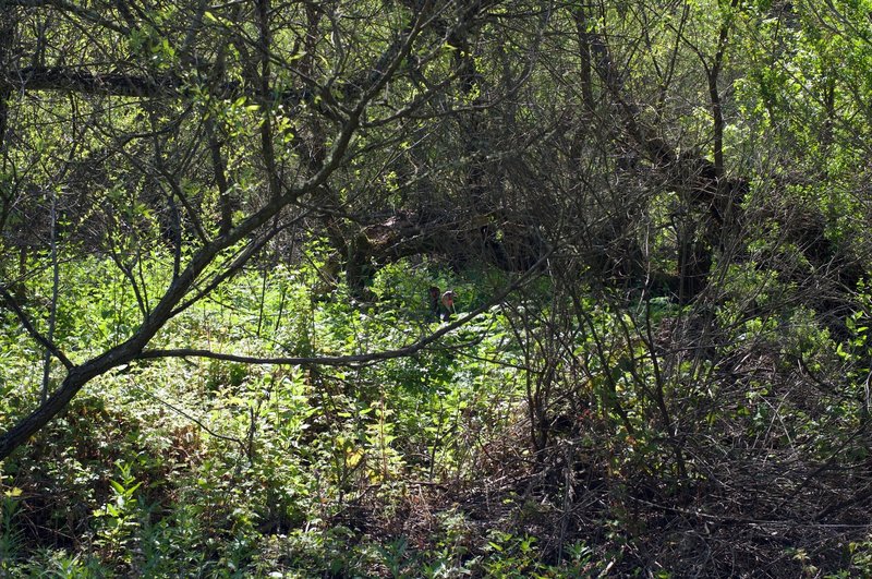 Turkeys (in the center of the frame) can be seen along the trail.