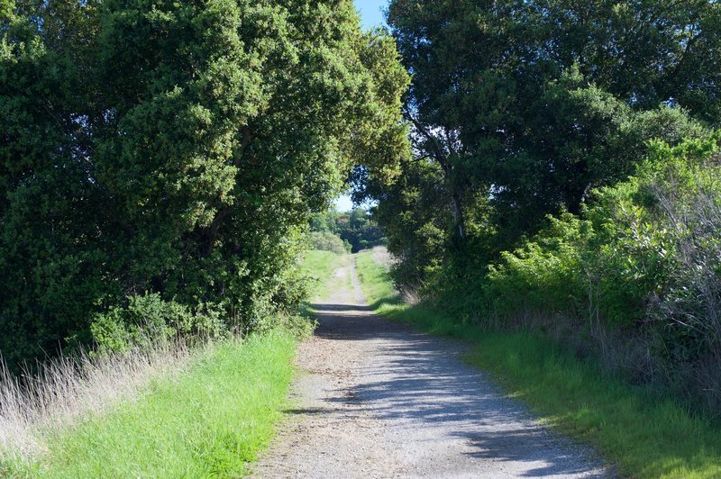 The Meadowlark Trail alternates between dirt and gravel as it works its way through the preserve.