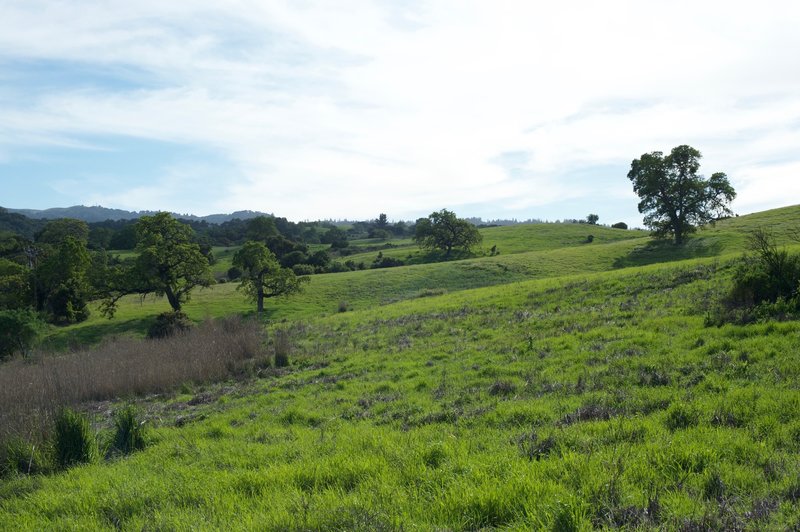 Winter rains make the grass green in the winter and spring, bringing new life to the area.