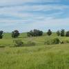 The Stanford Dish can be seen in the distance as wildflowers bloom in the fields.