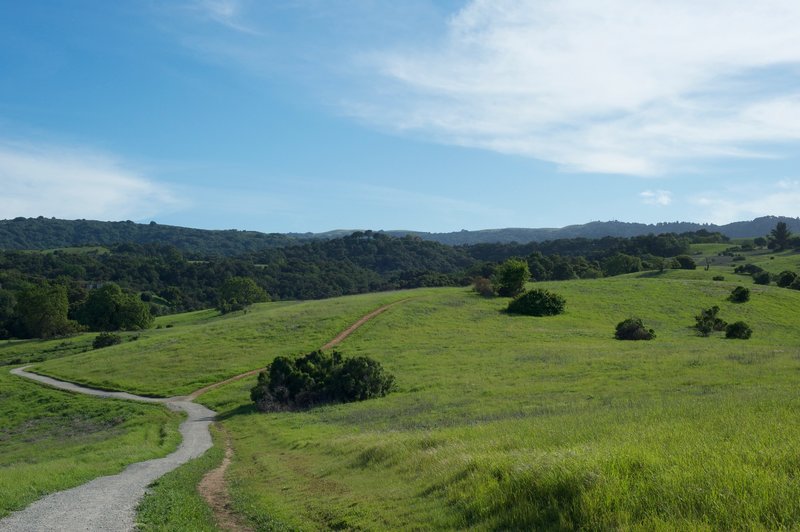 The trail descends through this part of the preserve as the Bonus Hill Trail, the small dirt track, breaks off to the right.