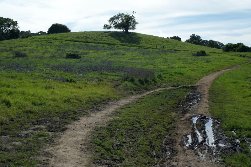 The trail climbs the hill in the distance. You can see how use by horses and mountain bikers in the spring can tear up the trail, so make sure you watch where you are going.