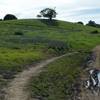 The trail climbs the hill in the distance. You can see how use by horses and mountain bikers in the spring can tear up the trail, so make sure you watch where you are going.