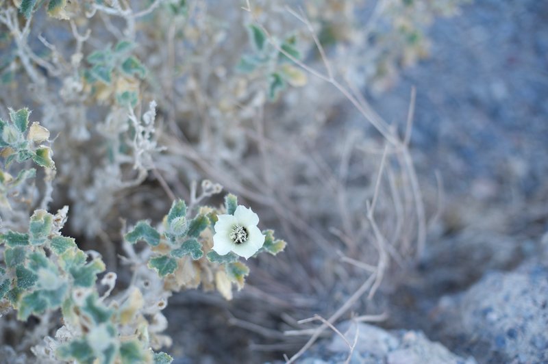 While there aren't a great deal of flowers in the canyon, some can be spotted at various points along the trail.