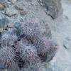 Cactus can be found along the trail in various sections. They bloom in the spring time.