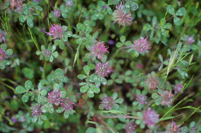 Fields of clover cover the area in the spring, and enjoy the rain that makes the area green in the winter and spring.