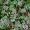 Fields of clover cover the area in the spring, and enjoy the rain that makes the area green in the winter and spring.