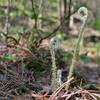 Young fern "fiddleheads" growing along Loblolly Trail.