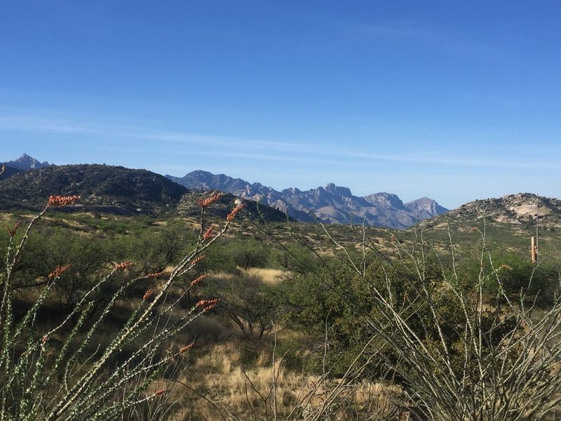 Blooming ocotillo and more great Catalina views.