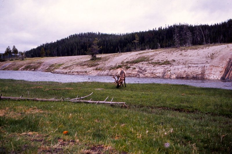 An elk grazing in June.