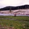 An elk grazing in June.