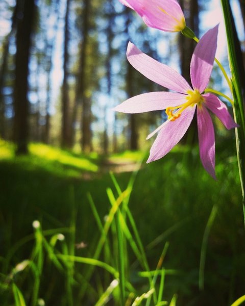 Enjoying the sunshine and wildflowers.