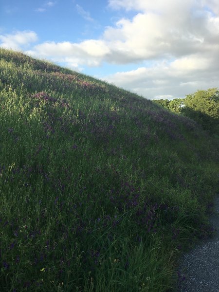 Wildflowers bloom alongside the trail before the woods encroach on the trail.