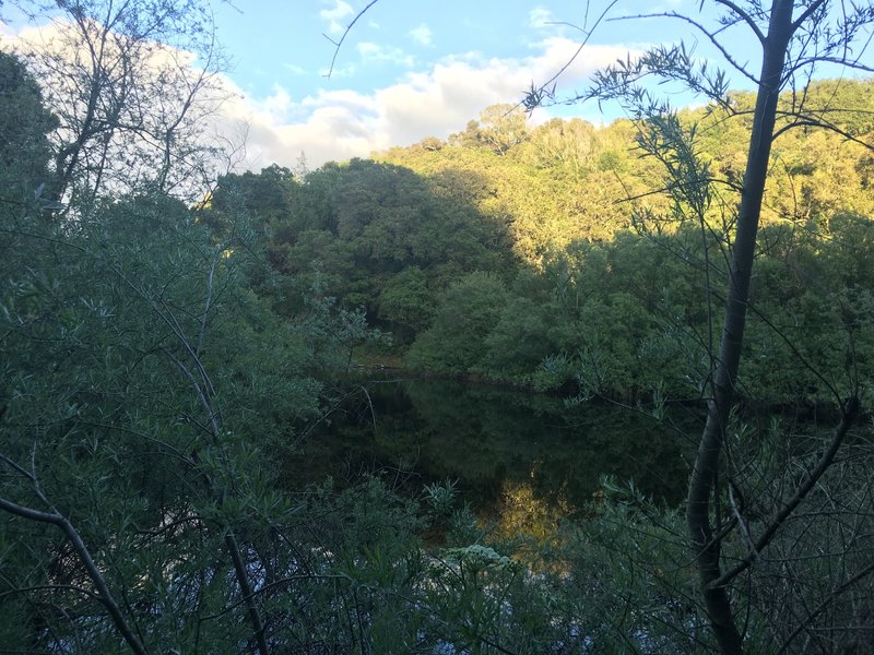 Sobey Pond sits on the left hand side of the trail. Most views are obstructed, but it provides water and vegetation for animals in the preserve.