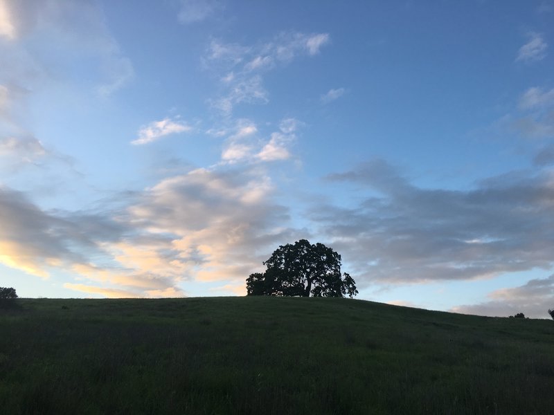 The trees that line the hills make for great photo opportunities in the preserve. The trail winds through the preserve at the base of a majority of the hills.