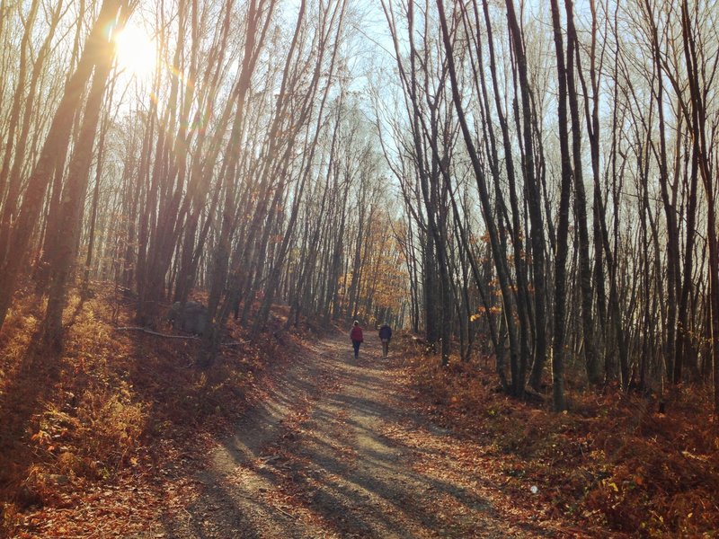 Heading through the trees on Bluff Point Fire Road.