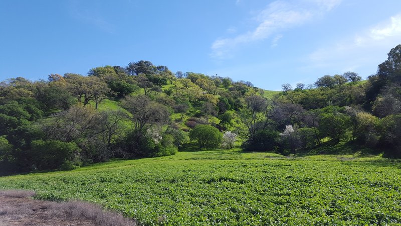 From the gravelly Jepsen Trail, you get a view of the Hillside and Peak of the top of the first tower or A-Frame.