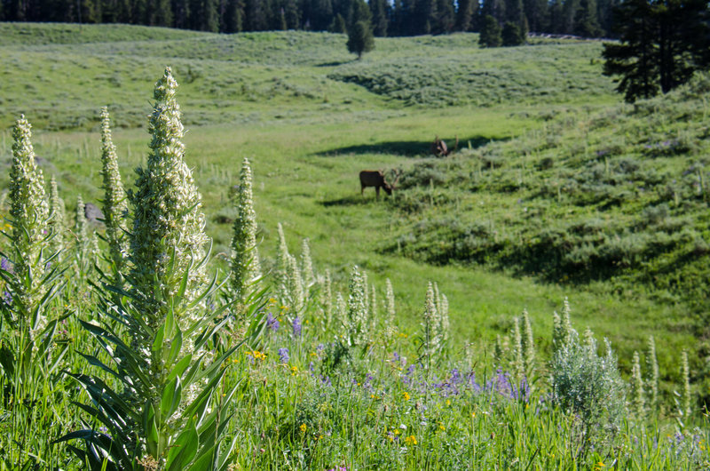 Moose are a common sighting near the Grebe Lake Trail.