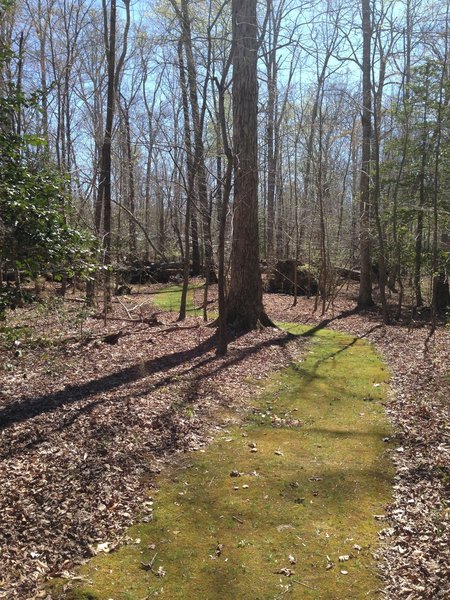 Nice section of the Shelter Trail.