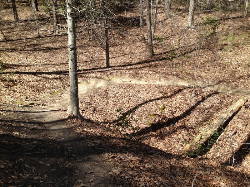 A winding section of Lookout Tower Trail.