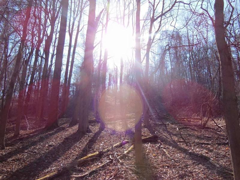 The forest around the Yellow-Red Trail.