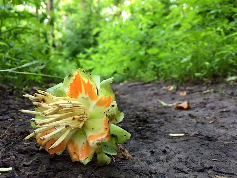 Spring on the trail.