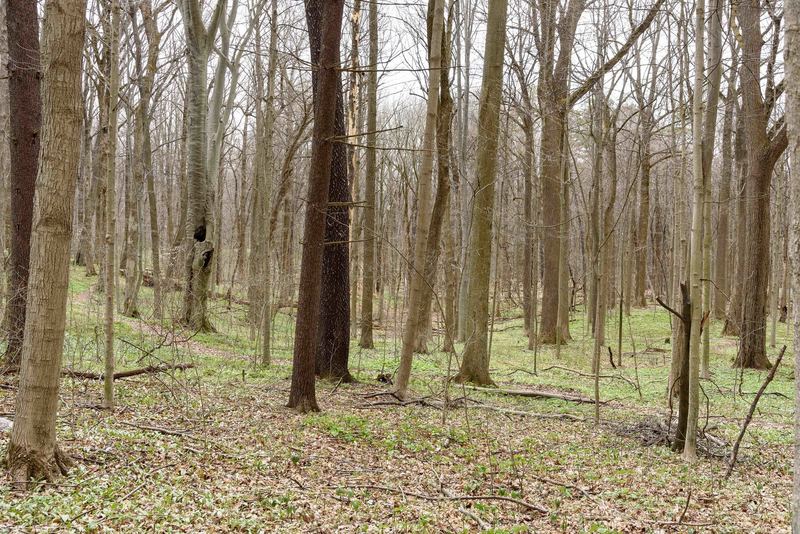 Mature maple and beech forest at Bendix Woods.