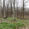 Mature maple and beech forest at Bendix Woods.