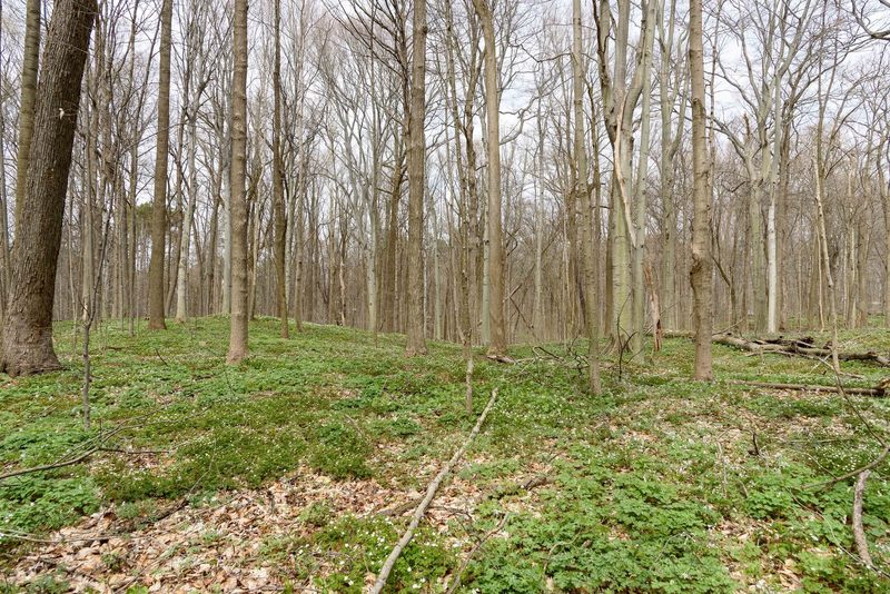 Mature maple and beech forest at Bendix Woods.