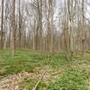 Mature maple and beech forest at Bendix Woods.