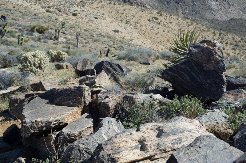 Rocks with unique patterns that sit beside the trail along the top of the mountain.