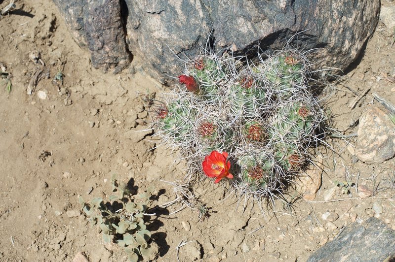 The Mojave mound cactus blooms in April alongside the trail. The spring is a great time to visit the park to see wildflowers bloom throughout the park.