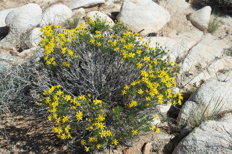 Brittlebush shrub flowers next to the trail in the spring.