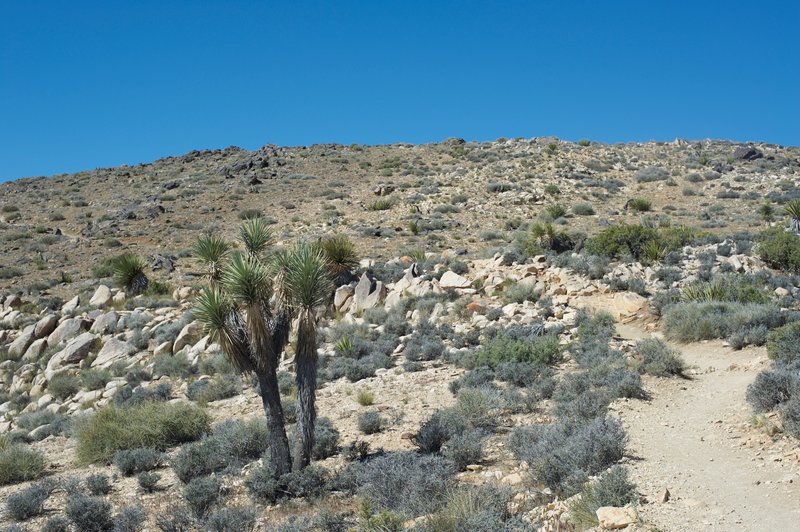 The trail climbs toward the summit of the mountain. Some cacti and shrubs grow along the mountain top, but there isn't much shade.