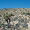 The trail climbs toward the summit of the mountain. Some cacti and shrubs grow along the mountain top, but there isn't much shade.