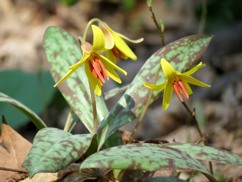 Yellow Trout Lily.