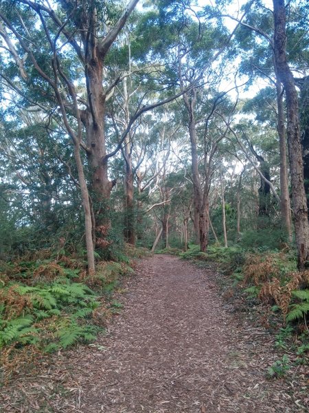Heading through the woods.