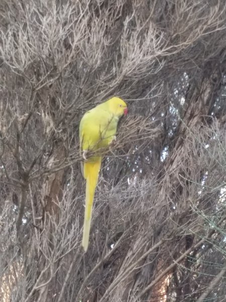 A colorful visitor along the trail.