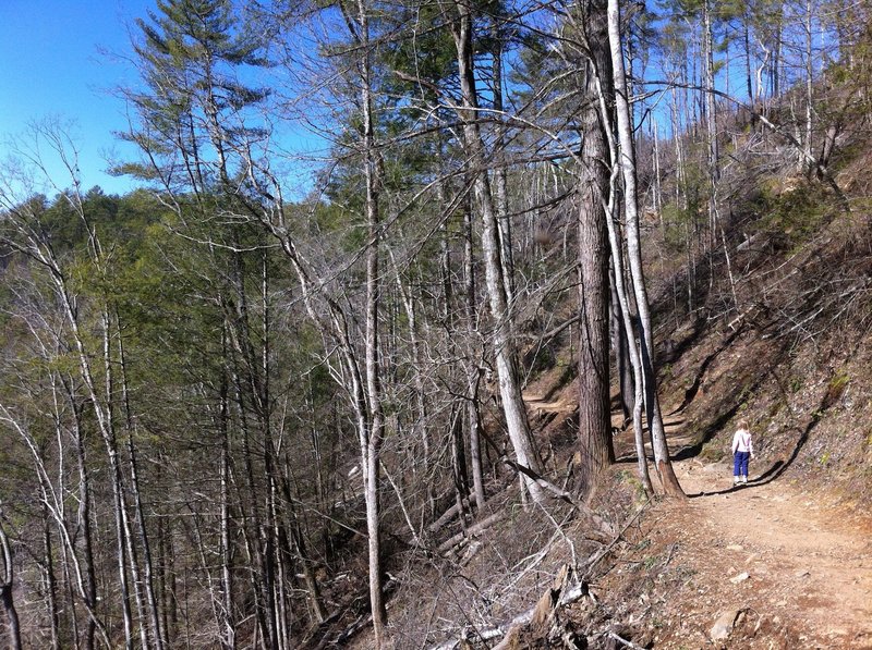 Abrams Creek Trail.